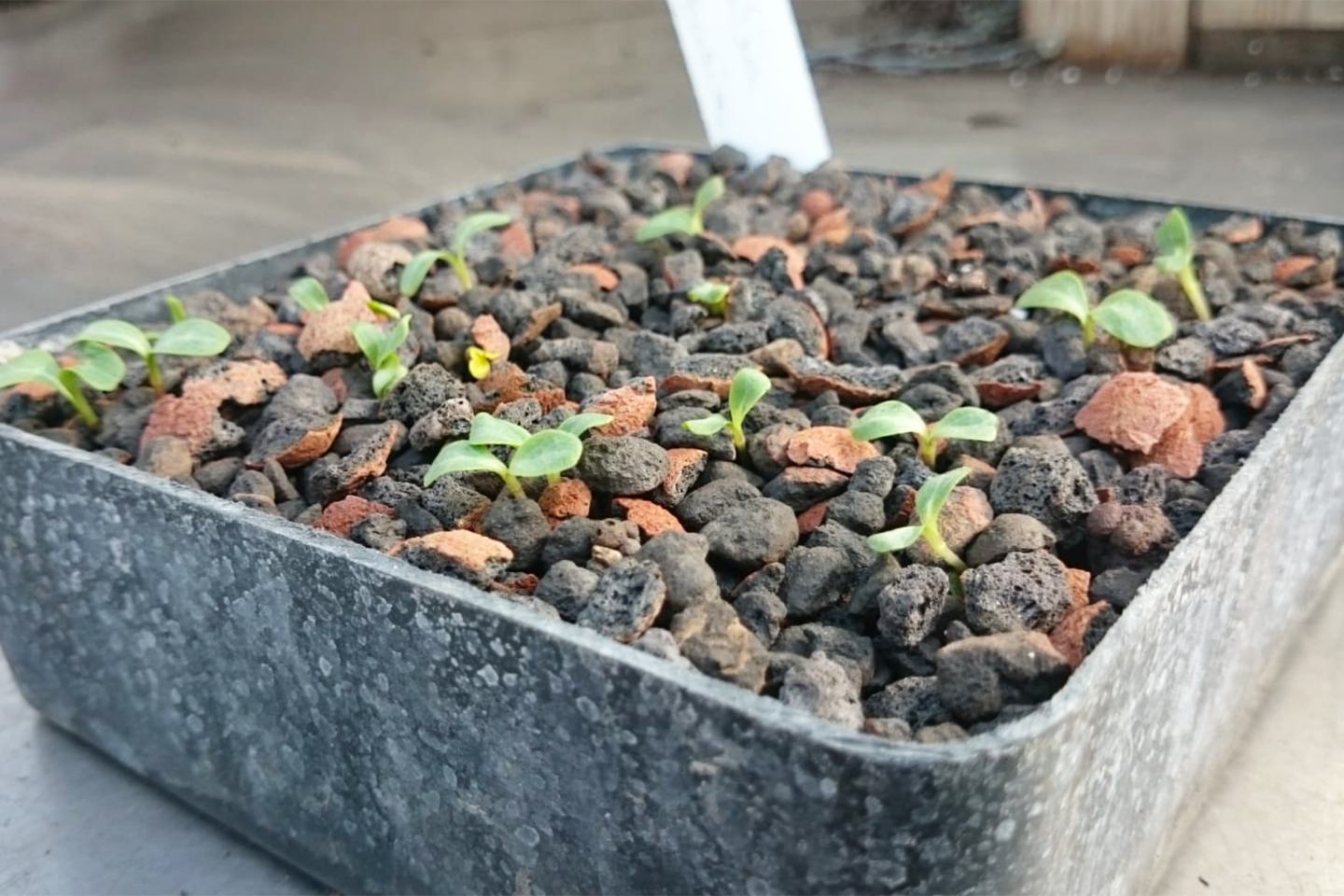 Sämlinge in einem Aussaatgefäß