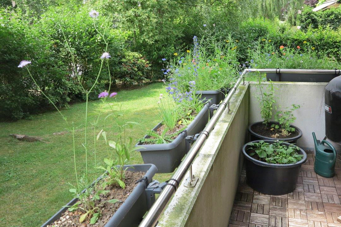 Ein Blick in die rechtsseitige Ecke des Balkons mit Ackerwildkräutern, Halbschattenkübel und Sumpfkübel.