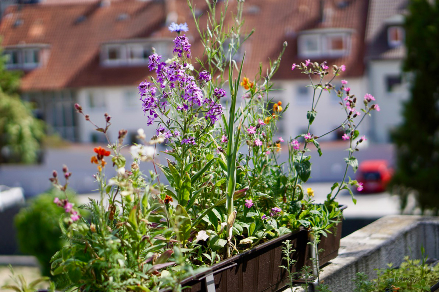 Blumenwiese im Balkonkasten