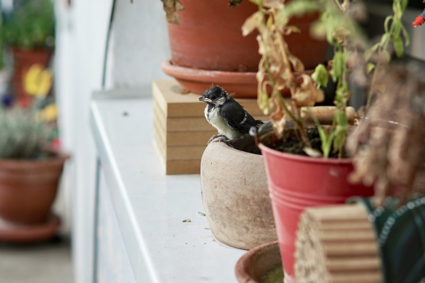 Junge Kohlmeise auf Atessas Balkon