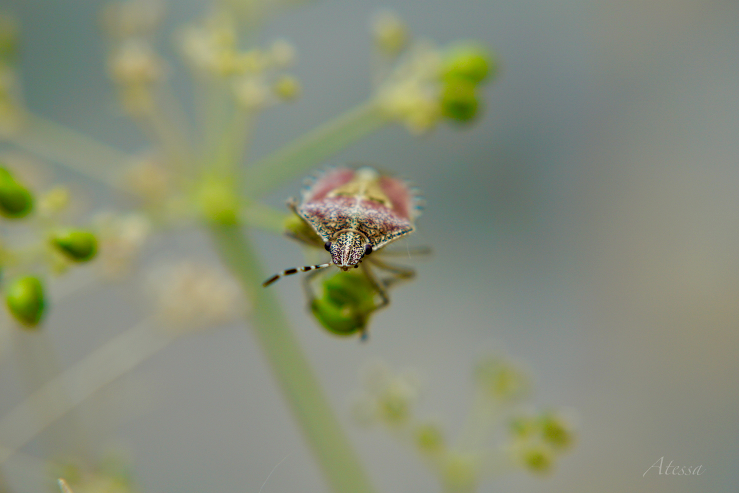 Wanze auf dem Balkon von Atessa Bienhüls
