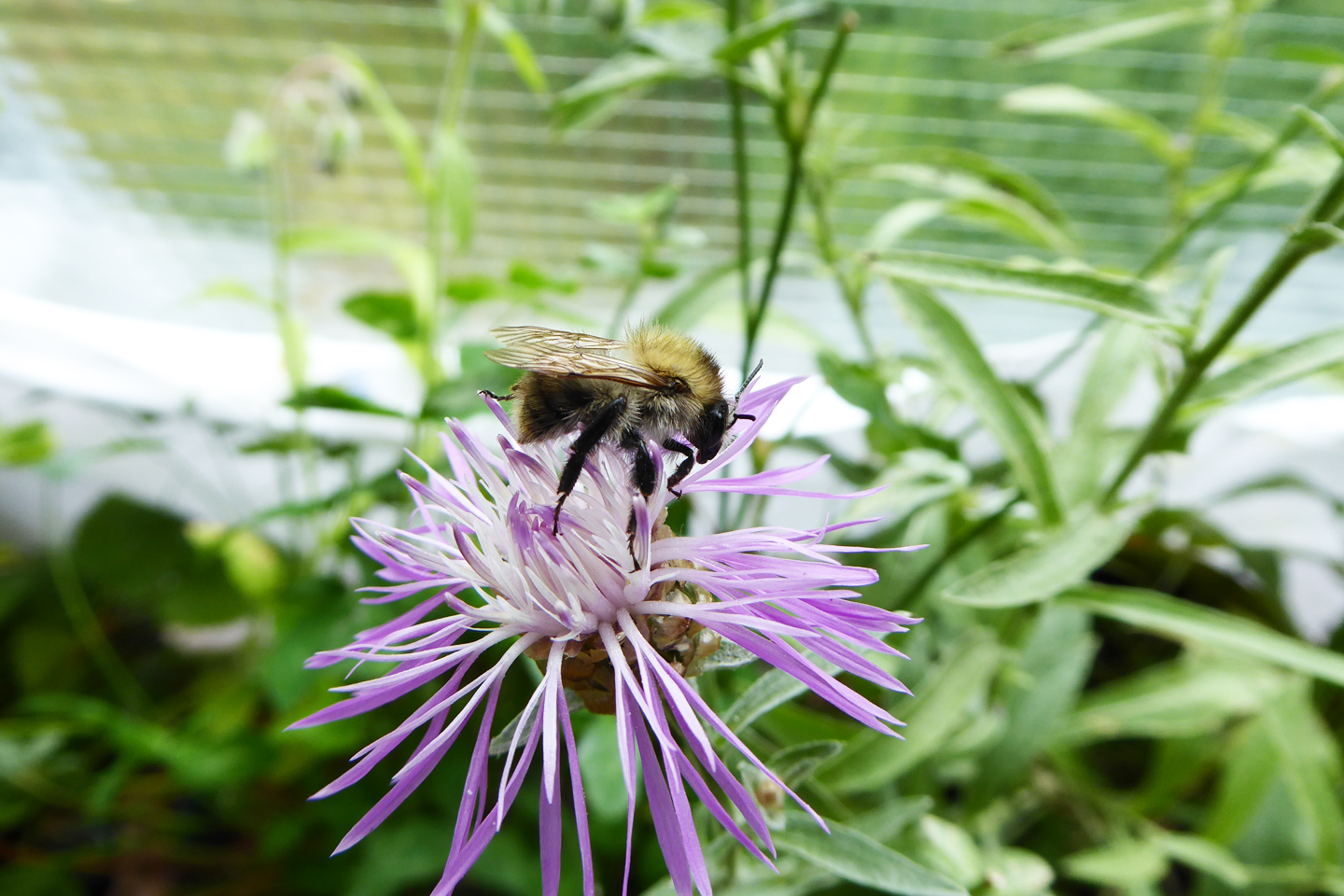 Ackerhummel auf Flockenblume