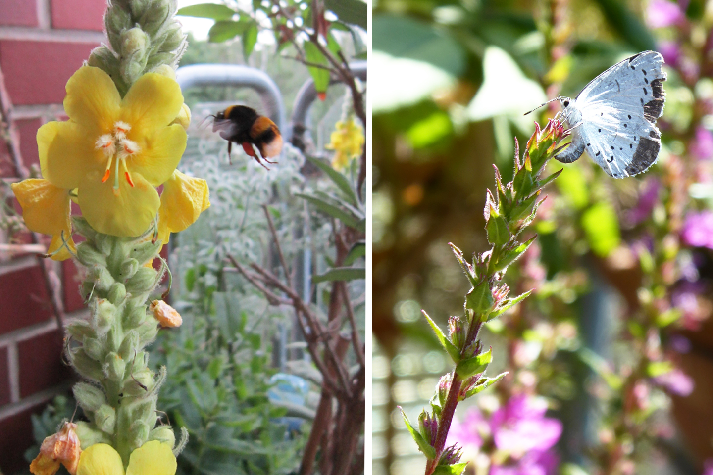 Links: Hummel im Anflug auf eine Königskerze. Rechts: Bläuling trinkt am Blutweiderich.