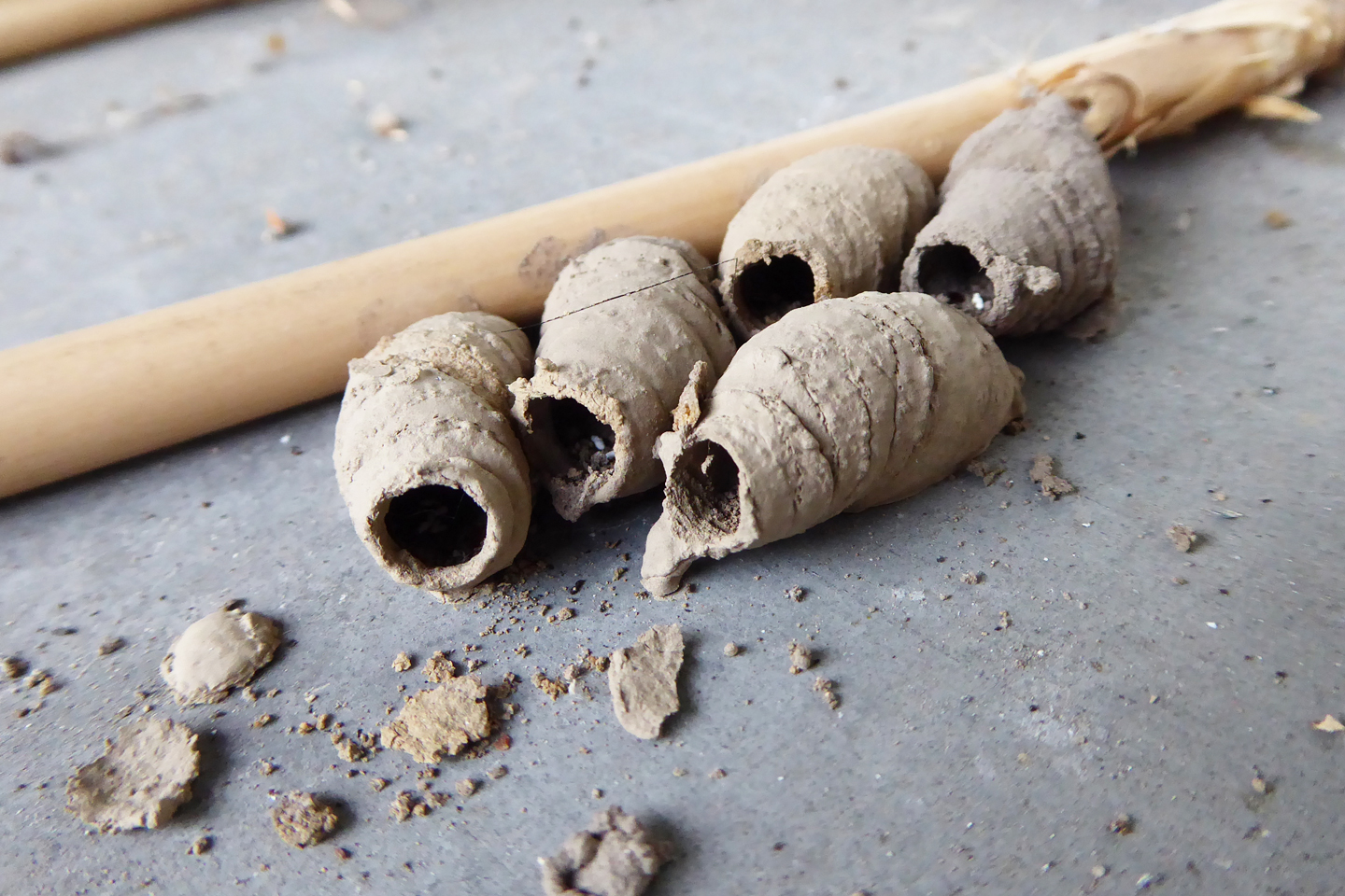 Tönnchen der Orientalischen Lehmwespe