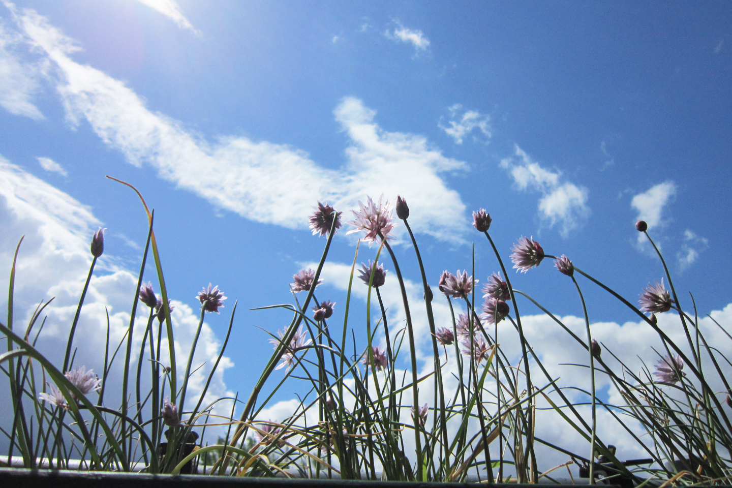 Schnittlauch im Blumenkasten