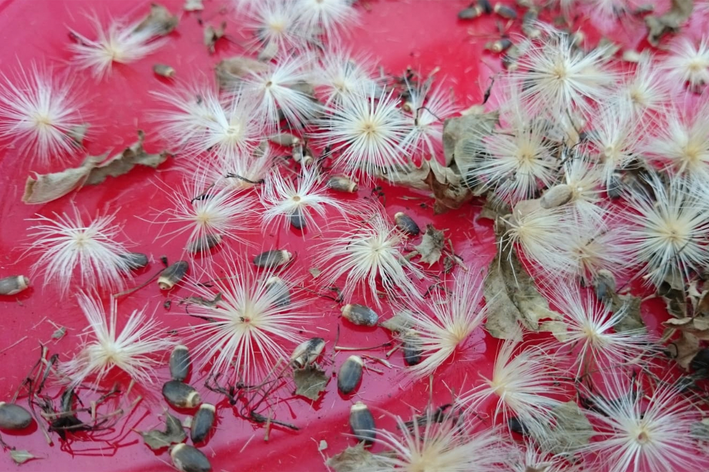 Samen und Flugkörper der Mariendistel (Silybum marianum) 