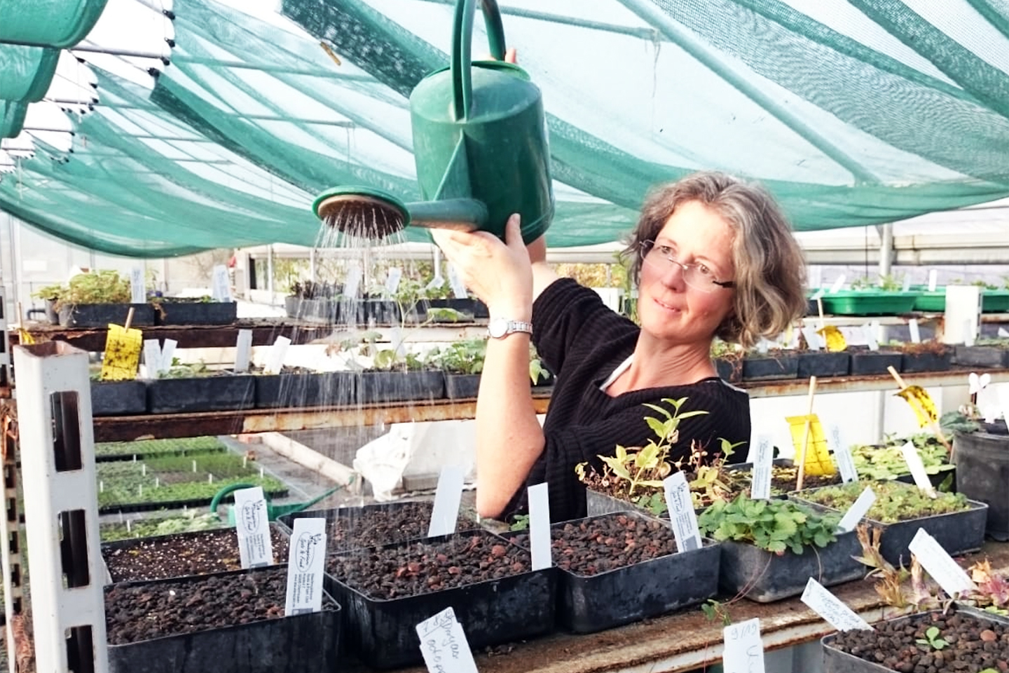 Nach dem Abdecken der Saat wird nochmal mit dem „Stempel“ alles angedrückt und dann mit einer feinen Brause sanft angegossen. 