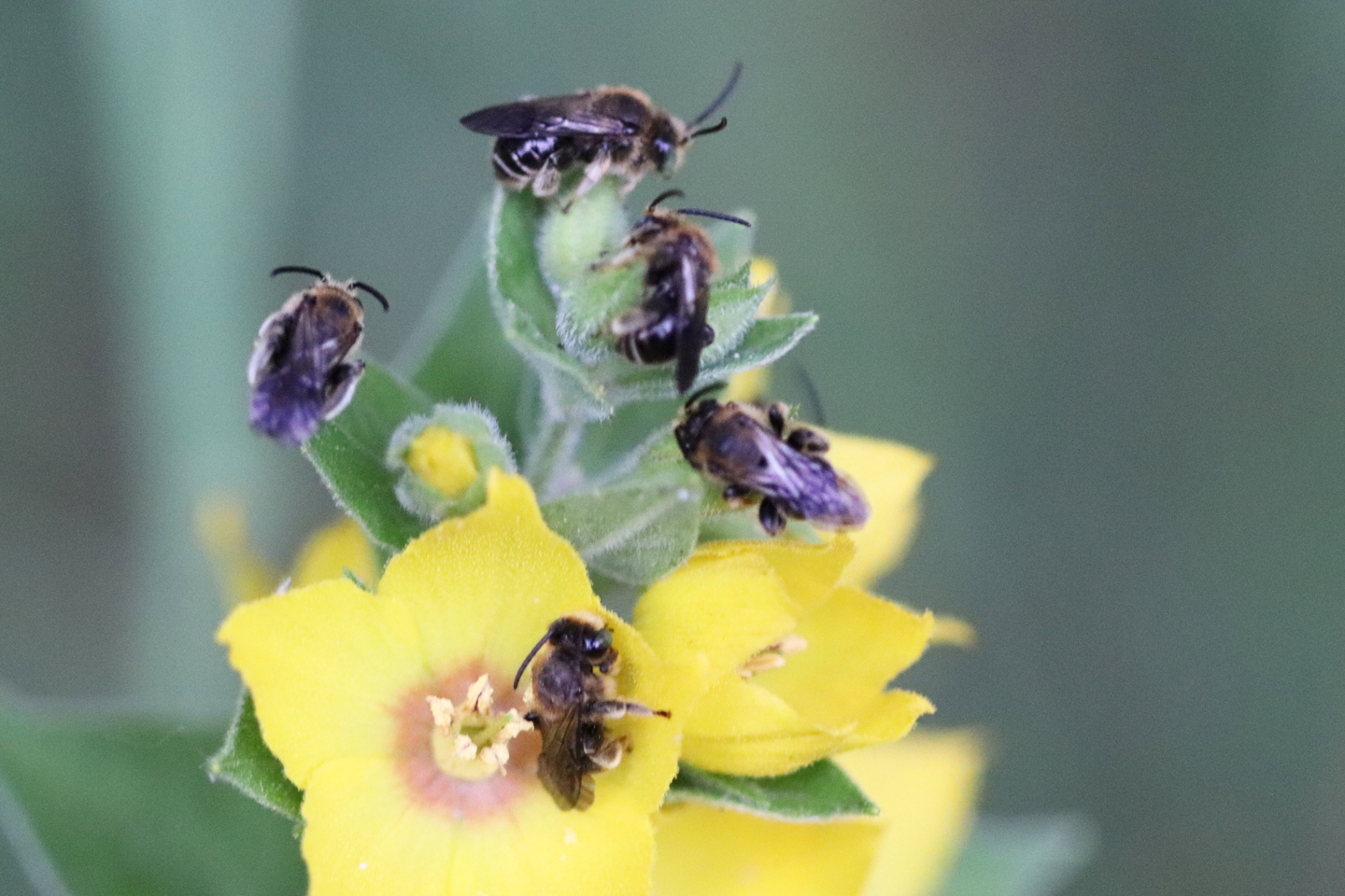 Männchen der Wald-Schenkelbiene (Macropis fulvipes)