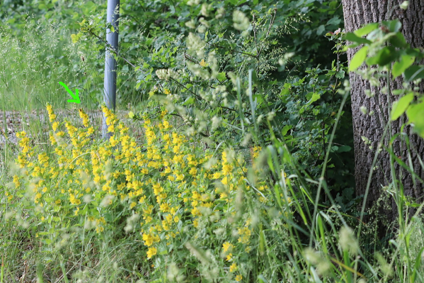 Verwilderter Punkt-Gilbweiderich (Lysimachia punctata)