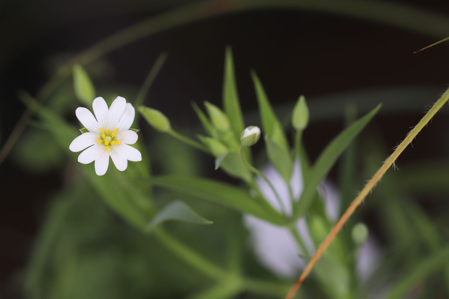 Große Sternmiere (Stellaria holostea)