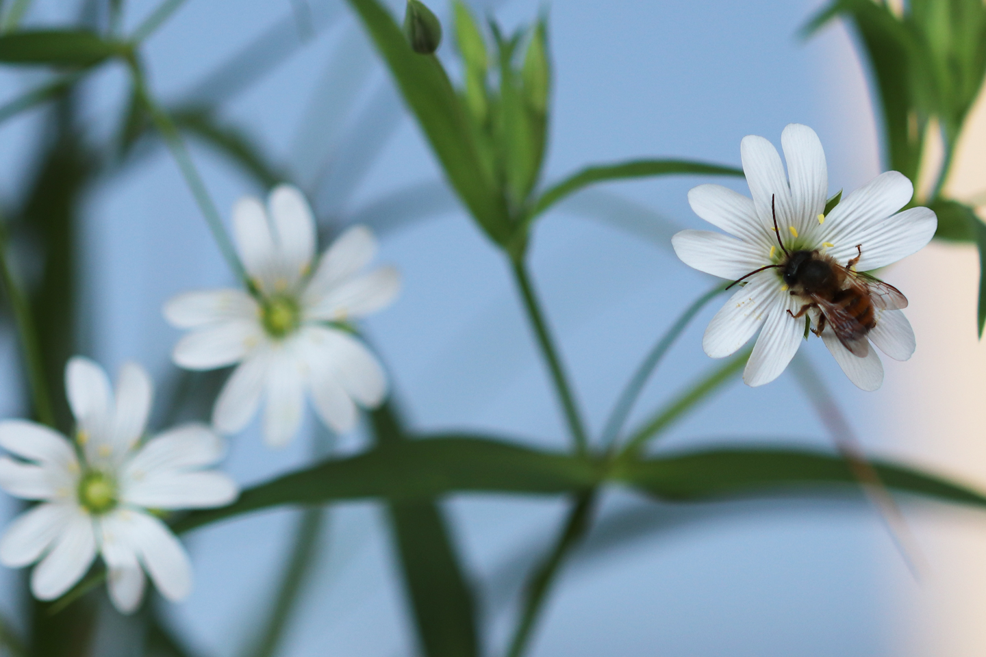 Männchen der Roten Mauerbiene besucht die Große Sternmiere