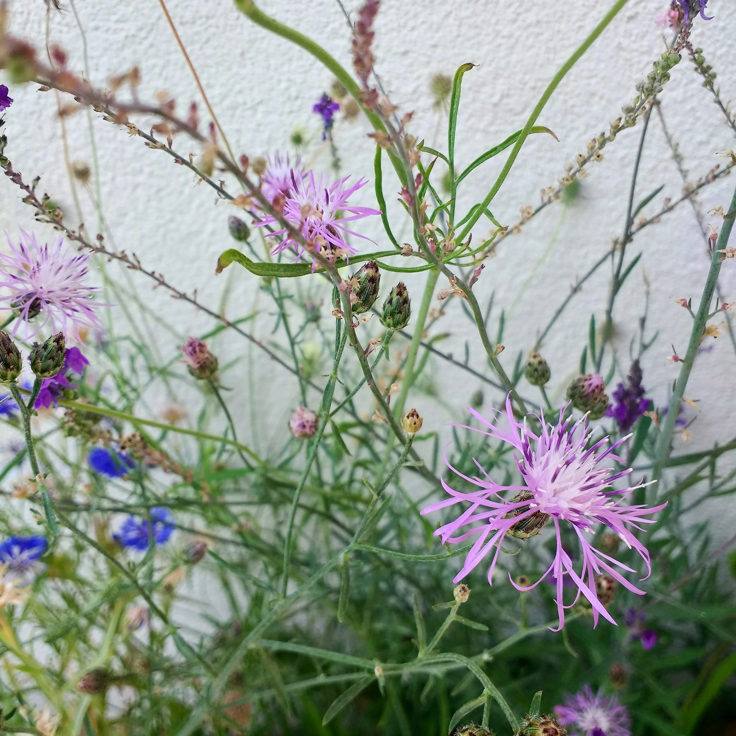 Zarte Schönheiten im Mini-Hochbeet