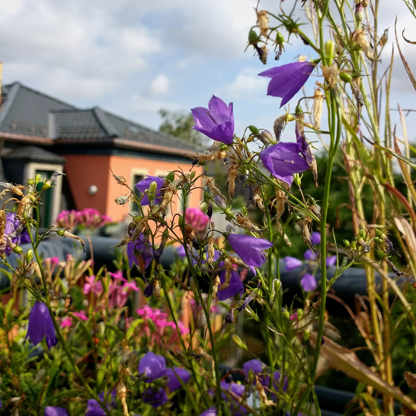 Rundblättrige Glockenblume winkt in Richtung Nachbarn