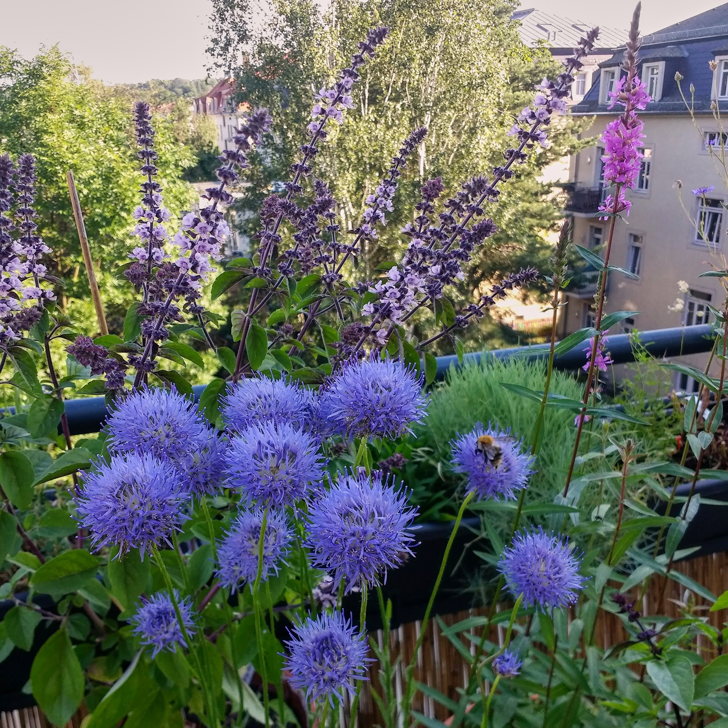 Die echte Wildform des Sandglöckchens (Jasione laevis) ist noch in der Balkon-Probezeit