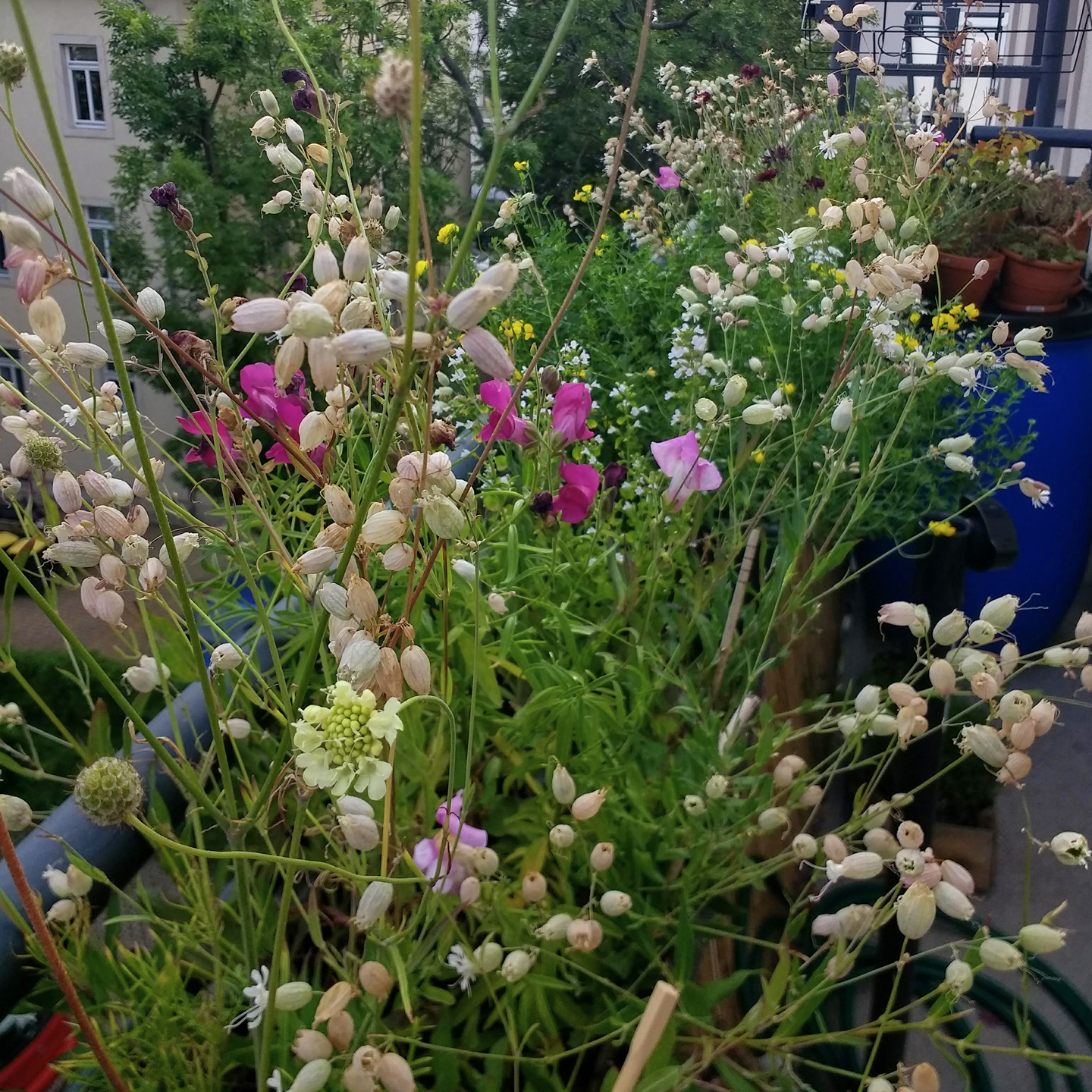 Taubenkropfleimkraut blüht den ganzen Sommer durch