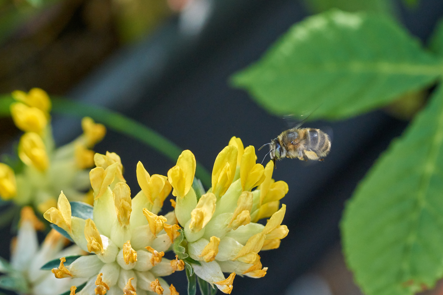 Anflug einer Wildbiene auf den zweijährigen Wundklee (Anthyllis vulneraria) – einer wirklich prächtigen und unkomplizierten Art für den Balkon