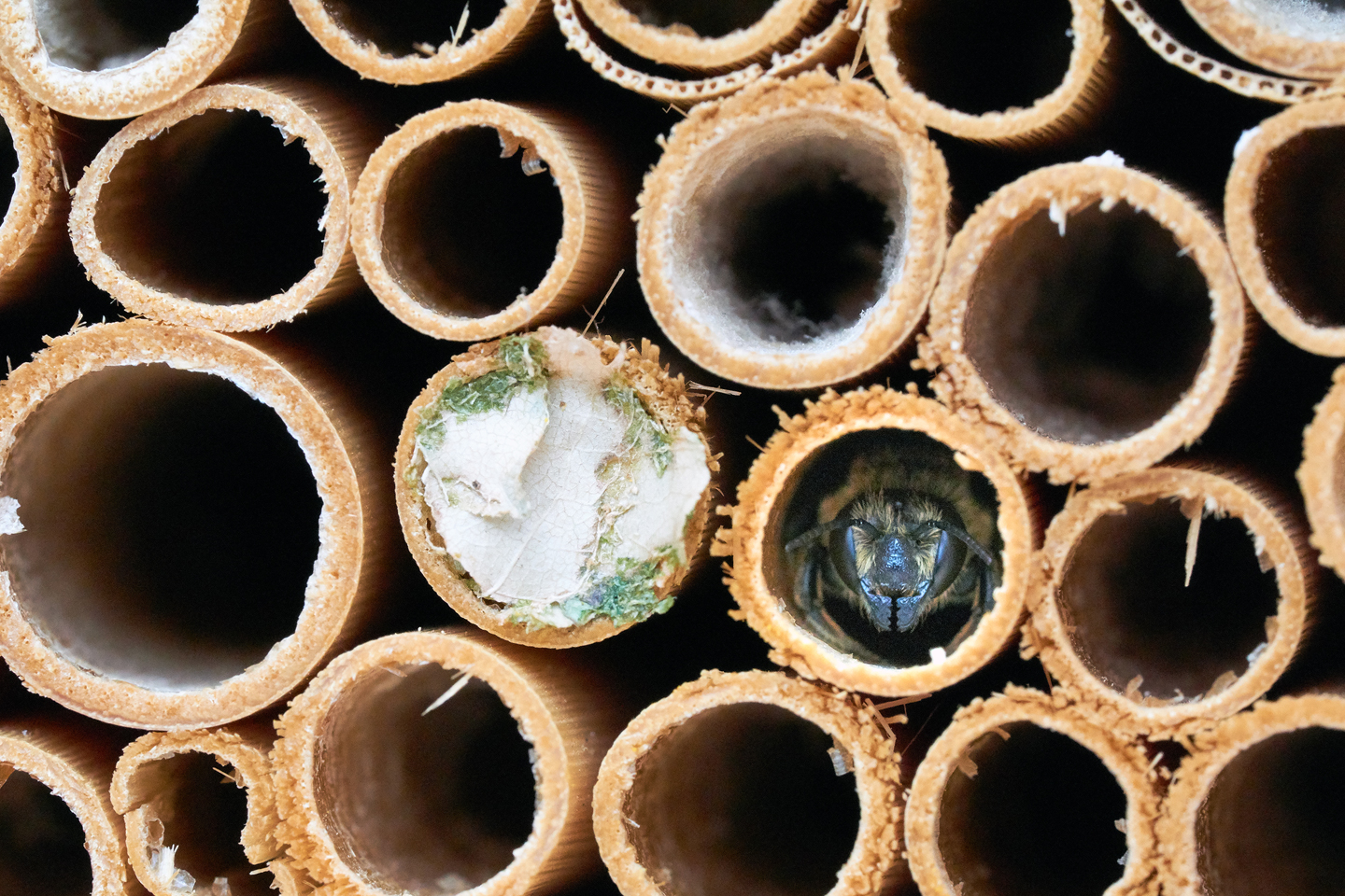 Eine müde Blattschneiderbiene neben ihrer fertig tapezierten Niströhre