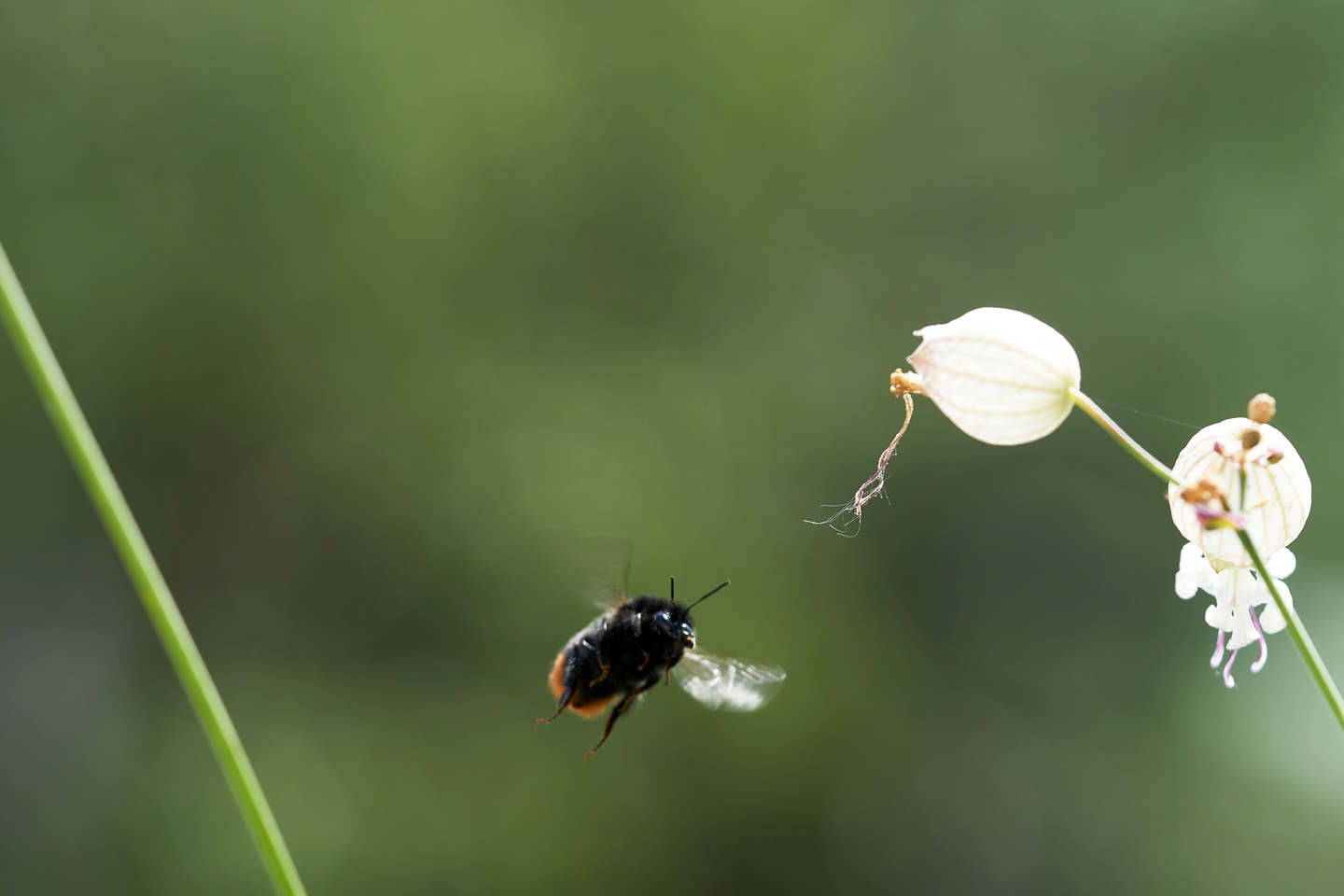 Steinhummel peilt Taubenkropfleimkraut an – eine meiner Lieblingspflanzen