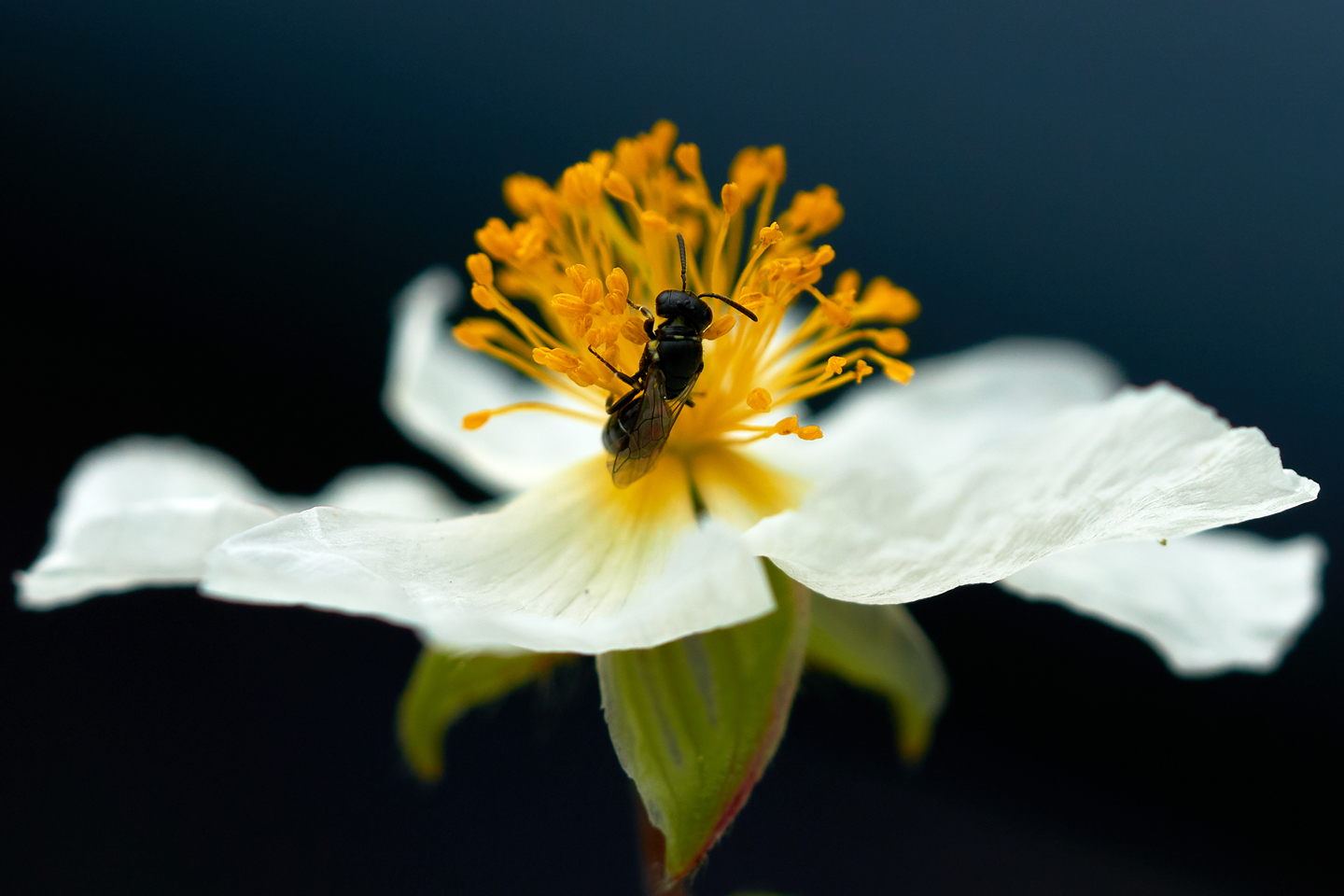 Das Apenninen-Sonnenröschen ist eine heimische, geschützte Art und wird gern von kleineren Wildbienen besucht