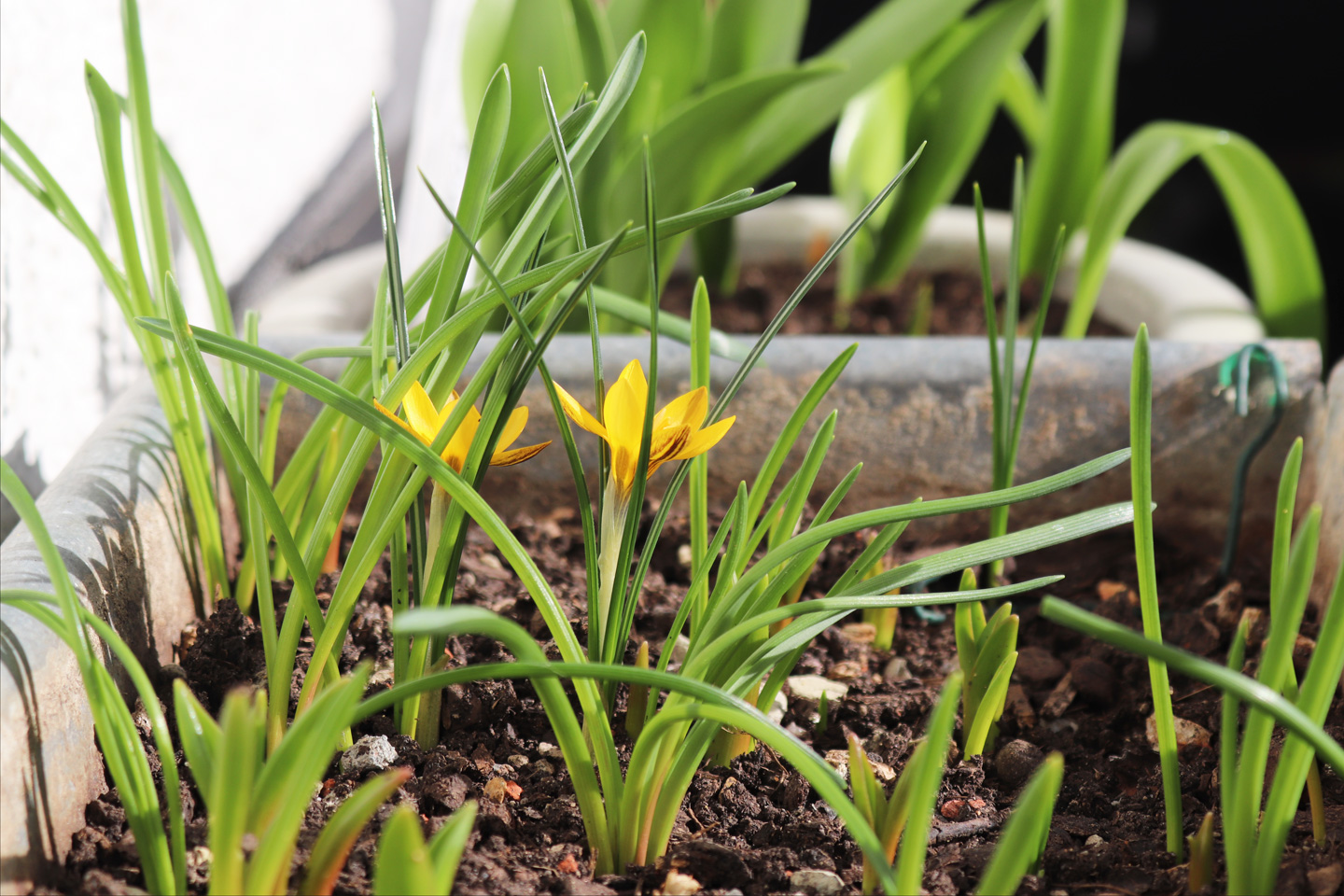Erste Krokusblüten auf dem Wilden Meter