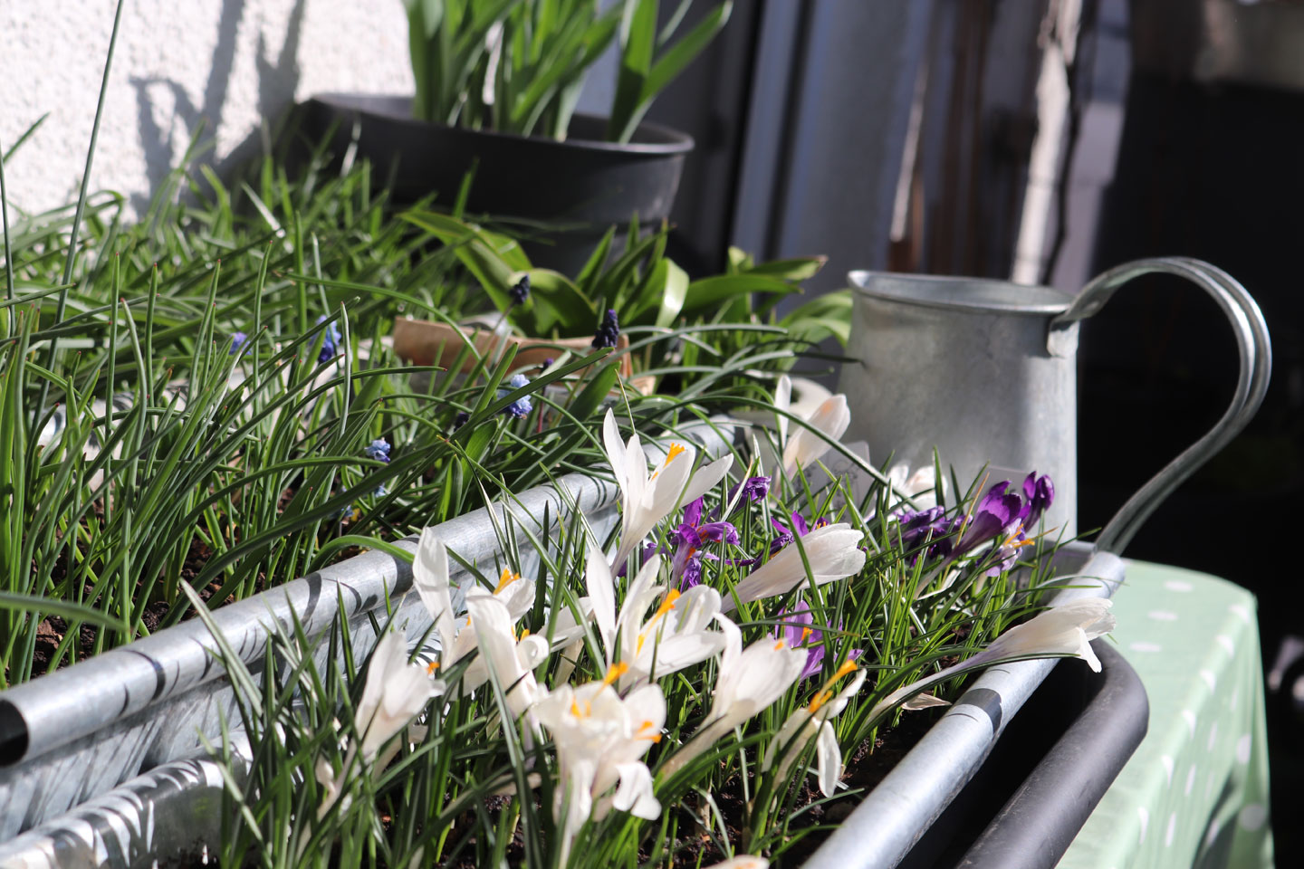 Frühblüher-Beet auf dem Wilden Meter