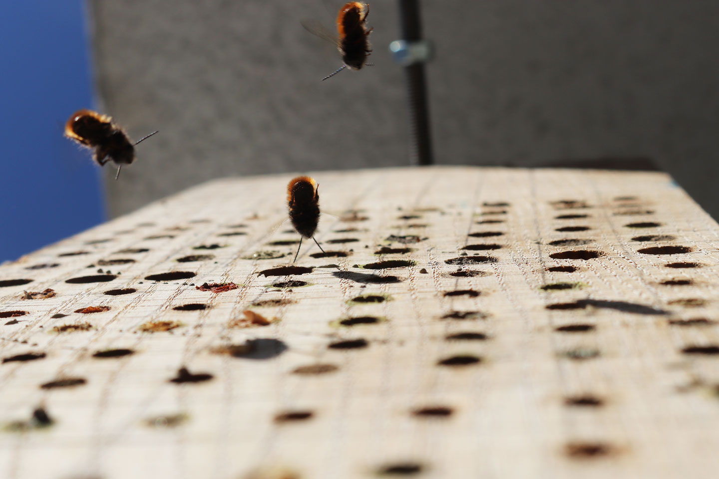 Männchen der Gehörnten Mauerbienen warten auf die Weibchen