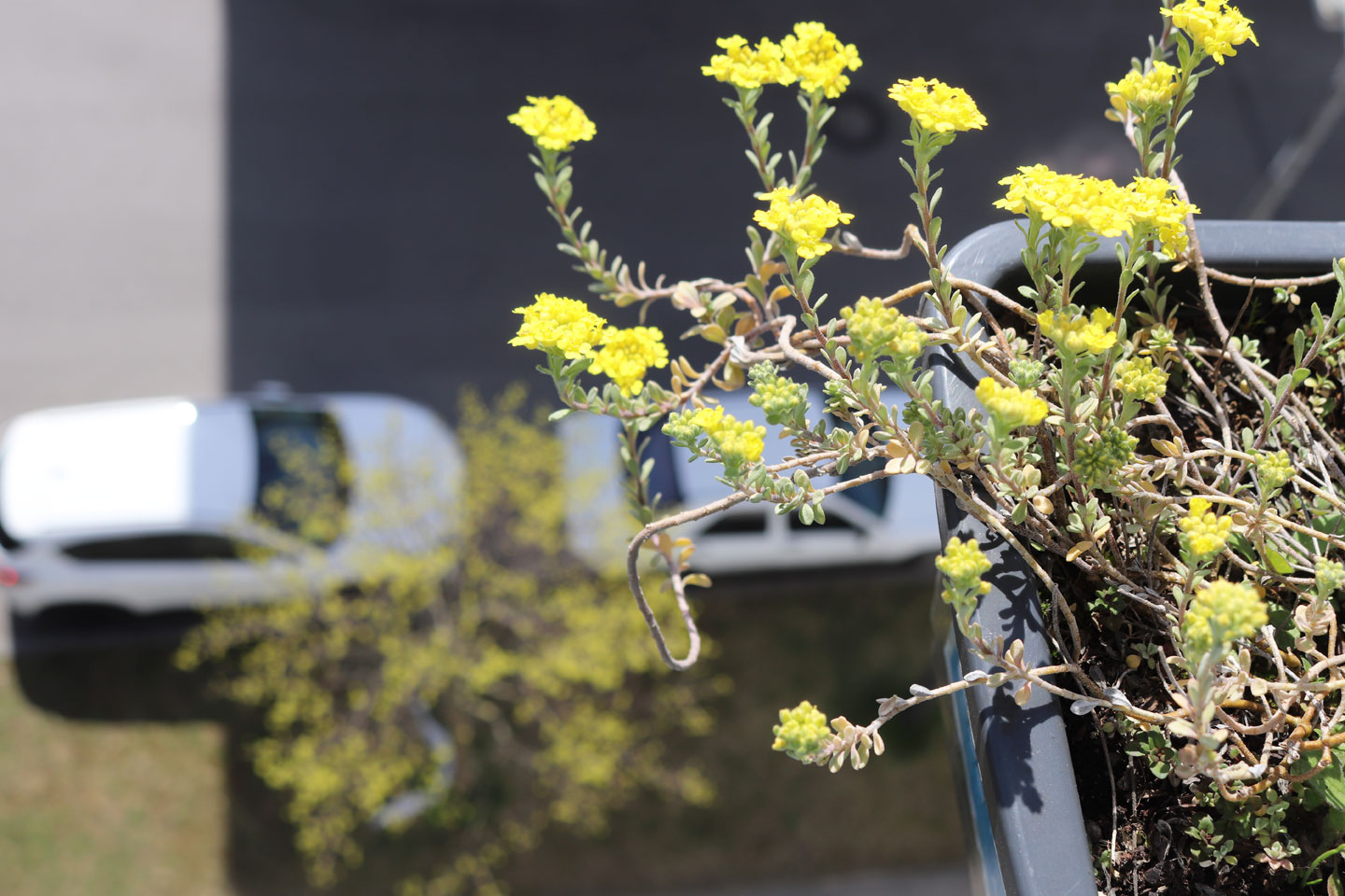 Berg-Steinkraut (Alyssum montanum) auf dem Wilden Meter