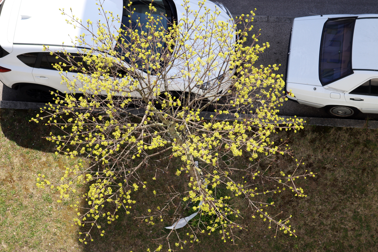 Blühender Spitzahorn in der Marlene-Dietrich-Straße