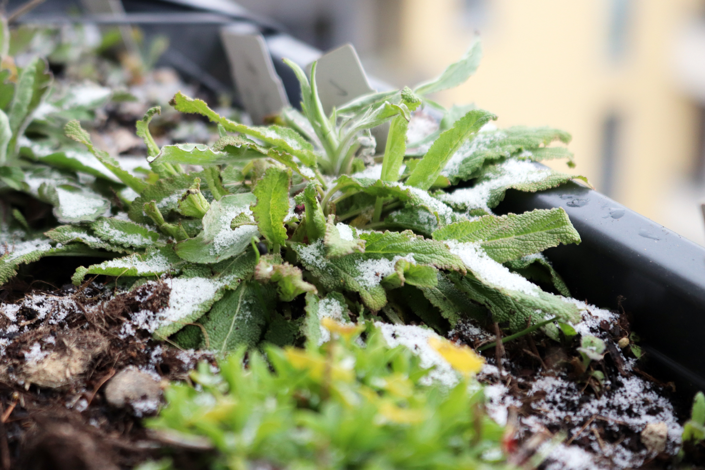 Steppensalbei mit Schnee