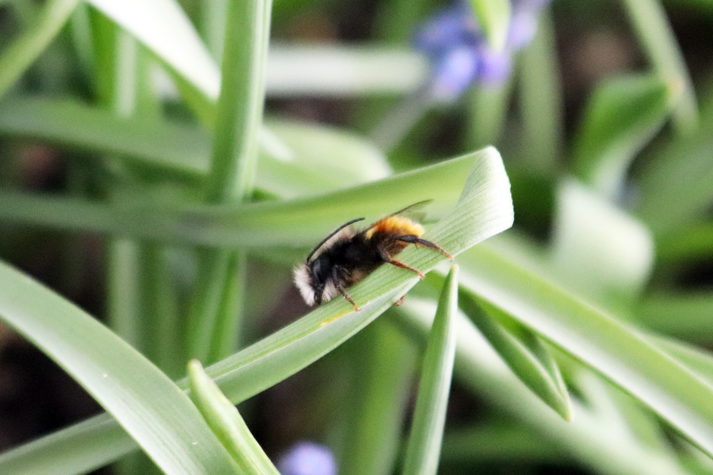 Männchen der Gehörnten Mauerbiene in Kältestarre