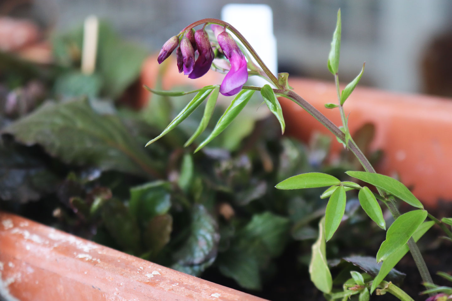 Frühlings-Platterbse (Lathrus vernus)