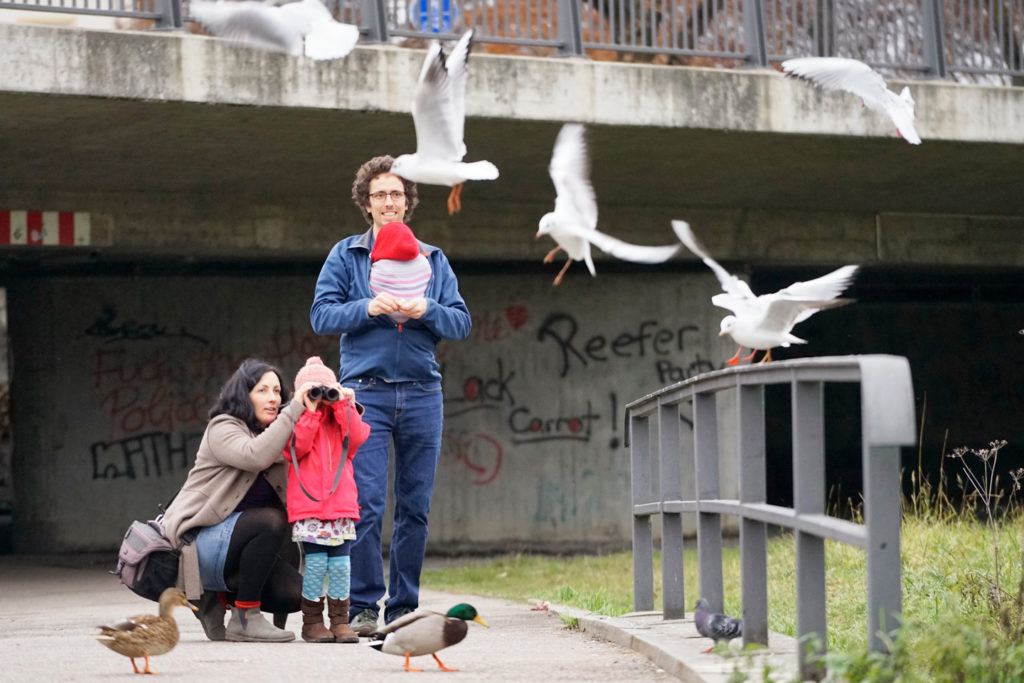 Vogephilipp - Lachmöwenprojekt in Landshut