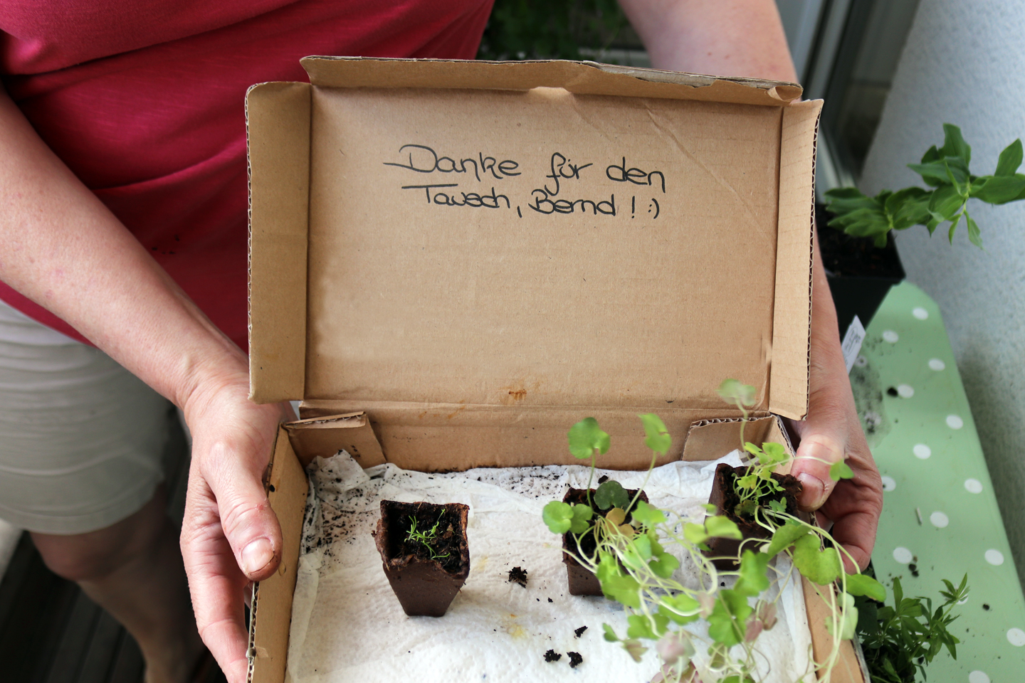 Rote Schuppenmiere per Post