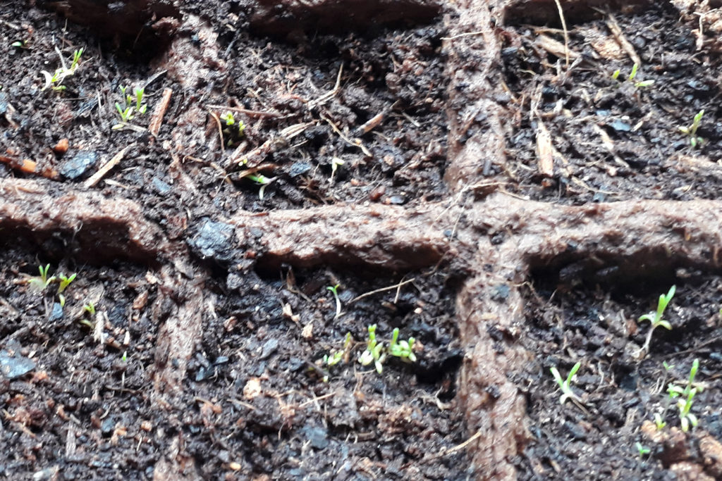 Keimlinge der Roten Schuppenmiere