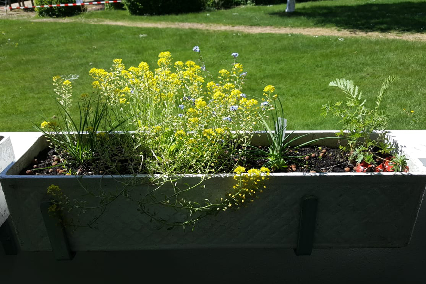 Wildpflanzen im Blumenkasten