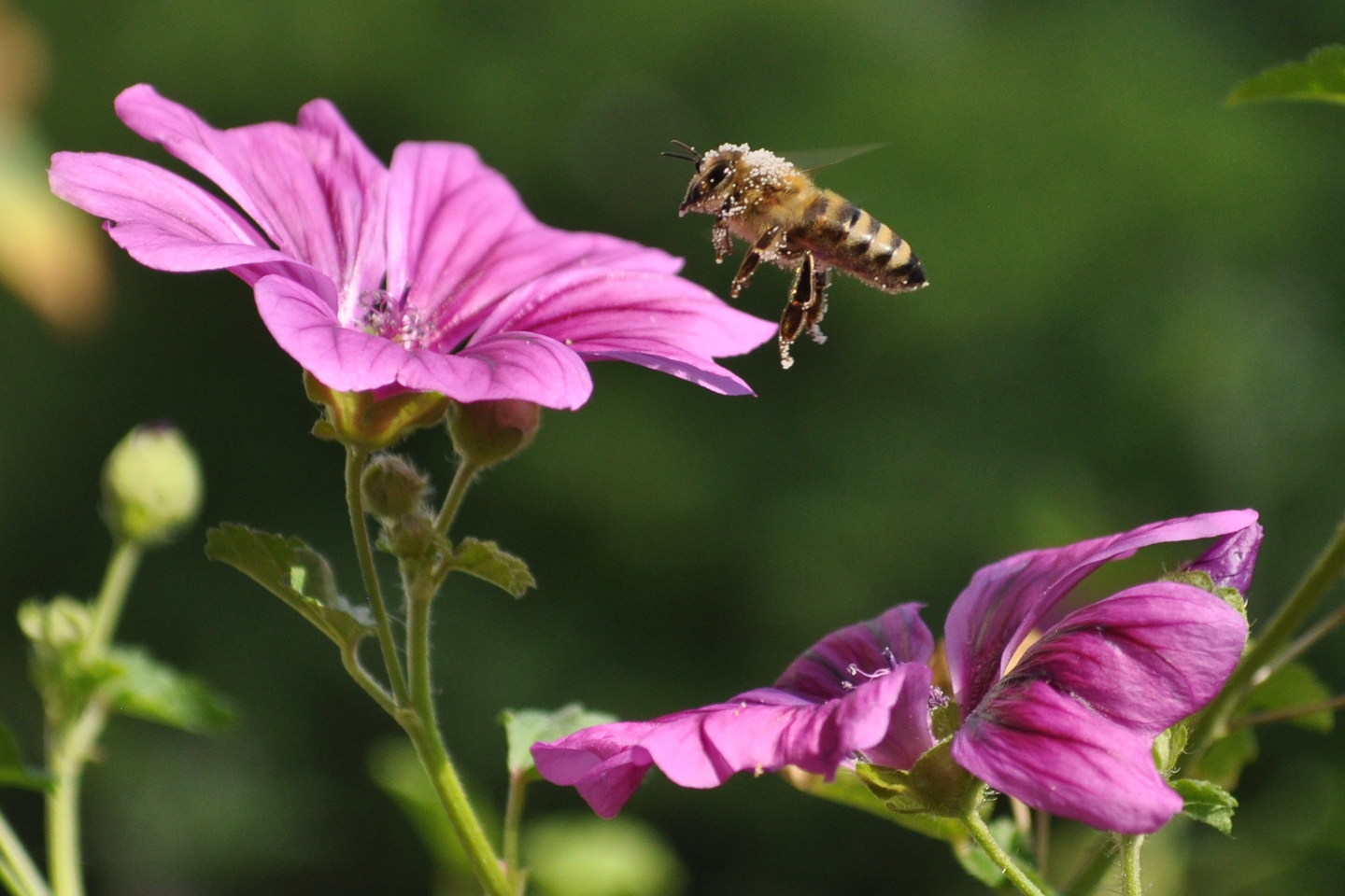 Honigbiene im Anflug