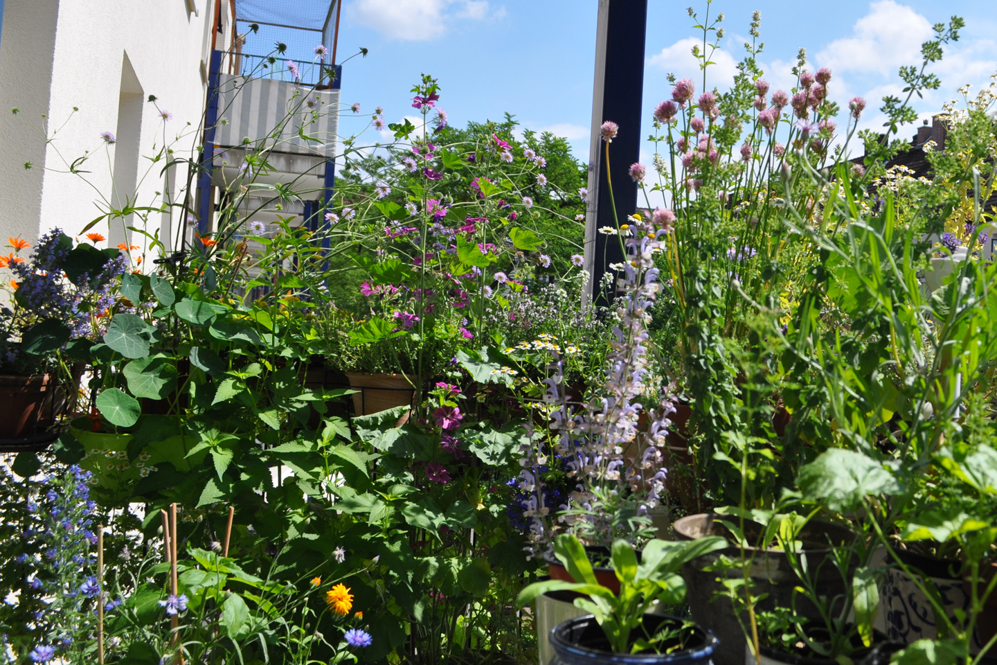 Juni 2019 - Balkonwiese