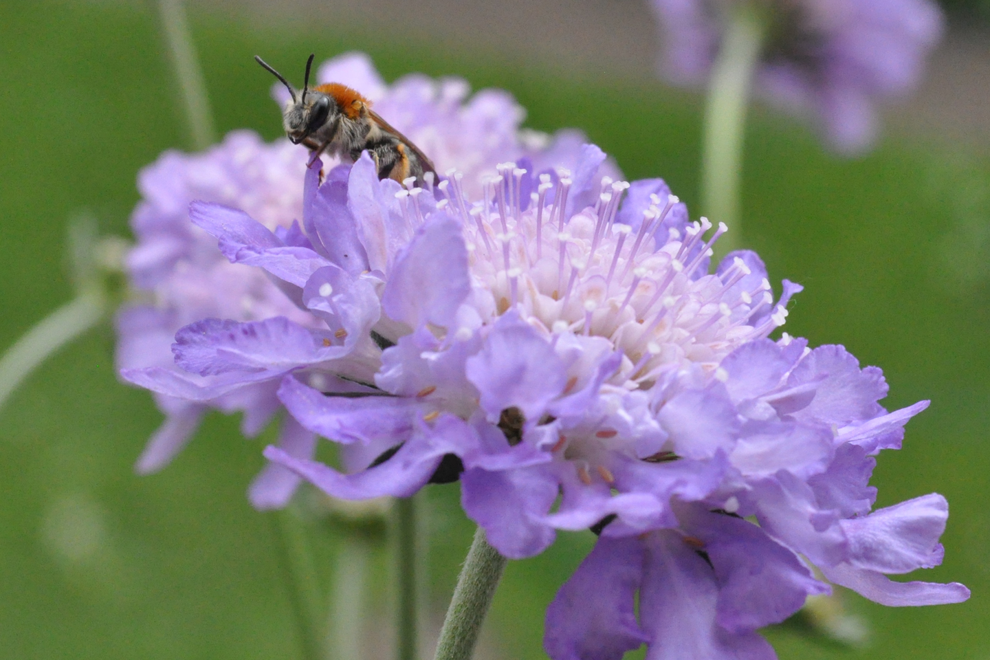 Ein Rotendige Sandbiene