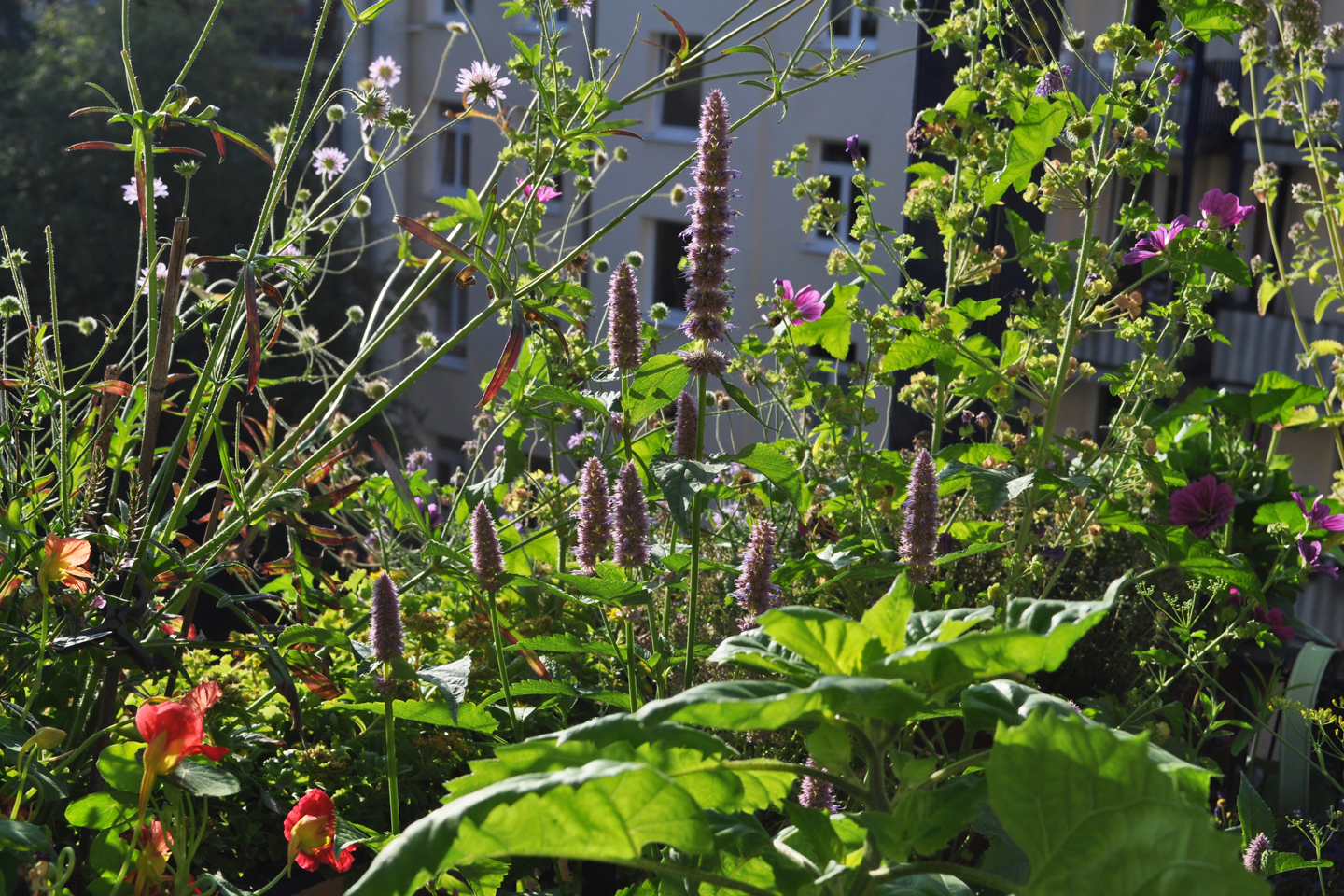 Die Duftnessel (Agastache) ist im Spätsommer eine beliebte Bienenweide