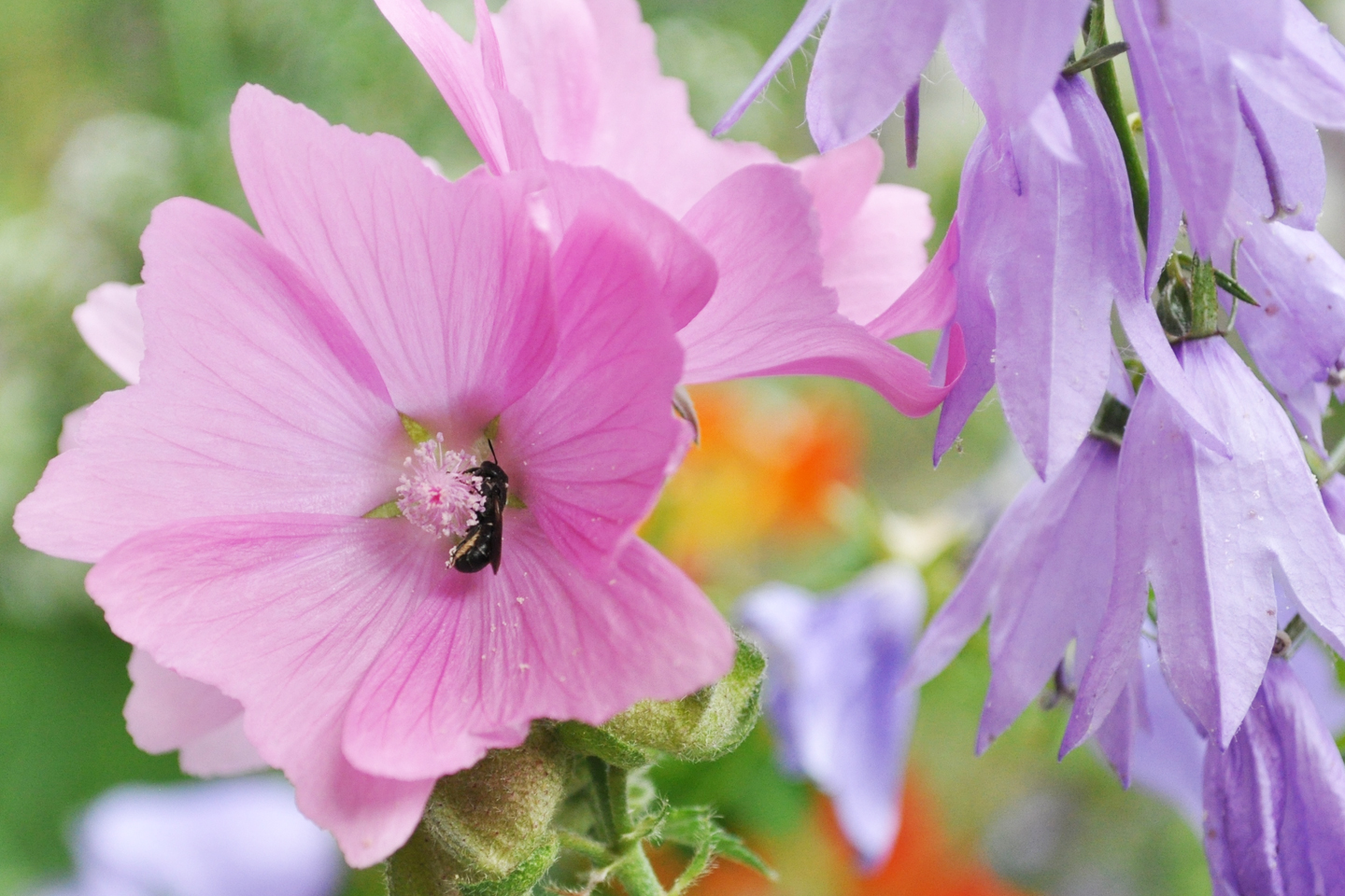 Eine Glockenblumenscherenbiene hat sich ihren Schlafplatz in der Rosenmalve gesucht, kurz bevor sich die Blüte zur Nacht schließt