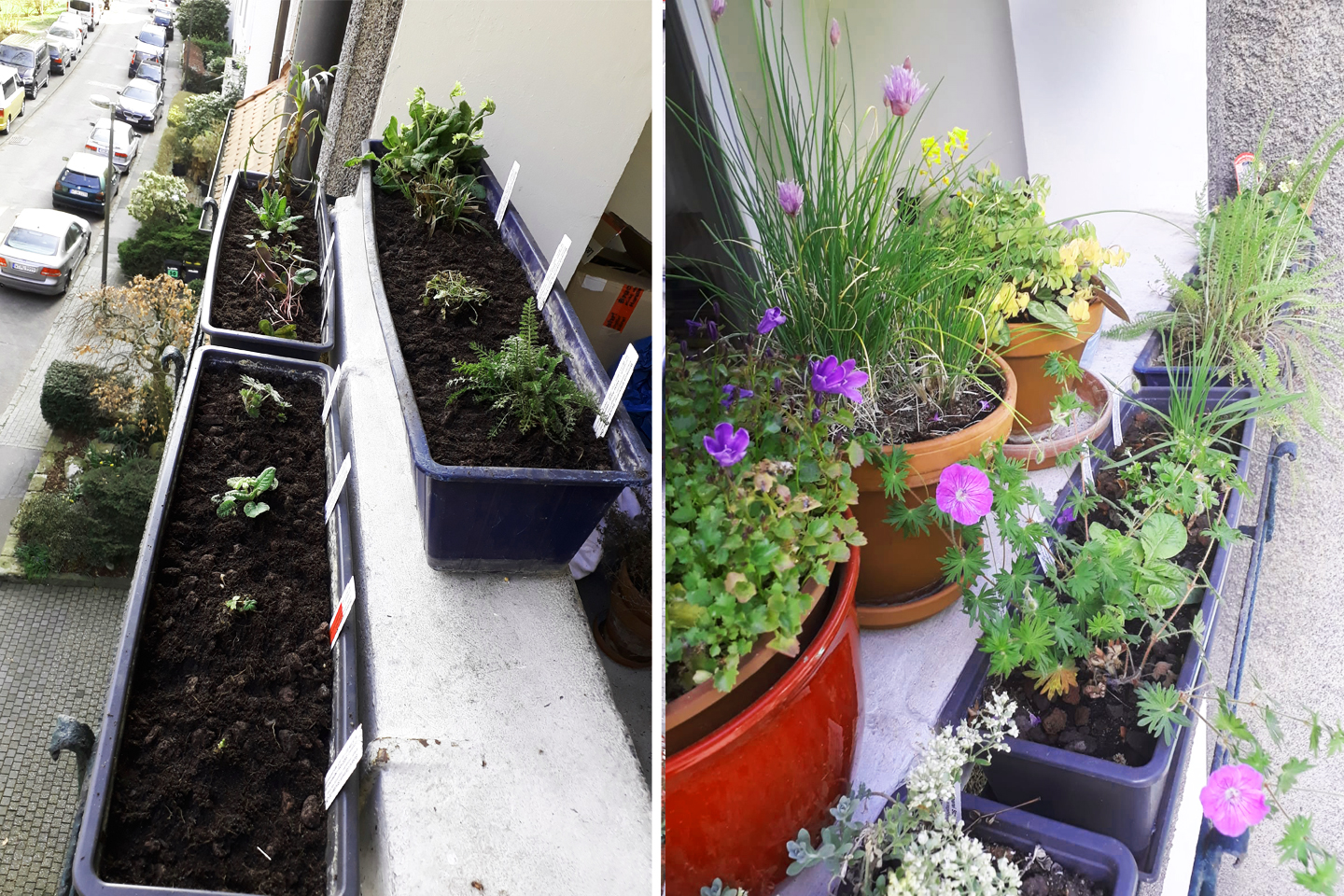 Links: Frisch bepflanzte Kästen im April 2019. Rechts: Kästen und Töpfe ein Jahr später im Mai 2020.