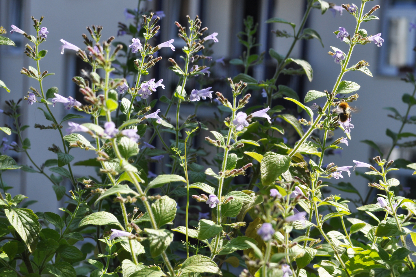 Ackerhummel erfreut sich an der Bergminze