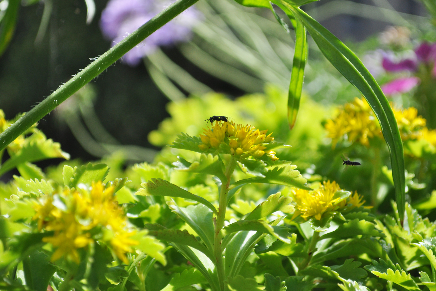 Maskenbiene auf der Blüte einer Fetthenne
