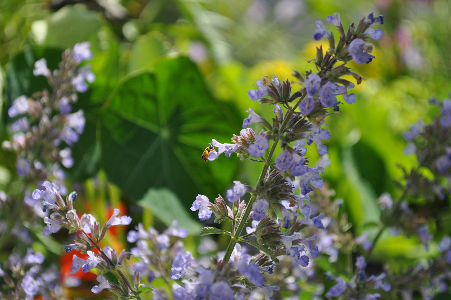 Furchenbienchen besucht Katzenminze