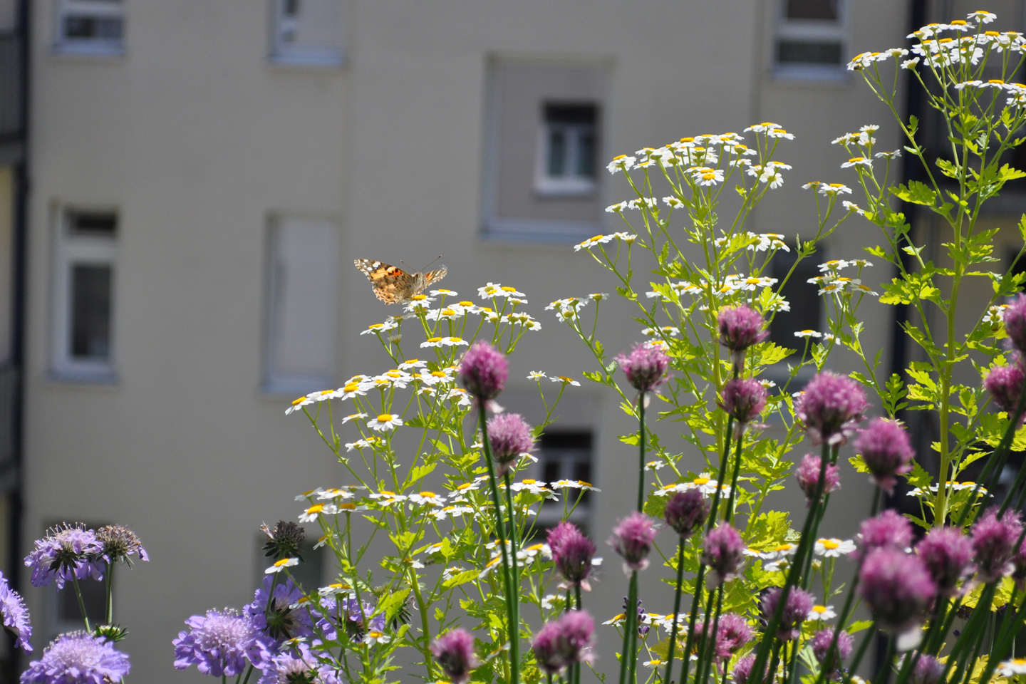 Mutterkraut mit Schmetterling