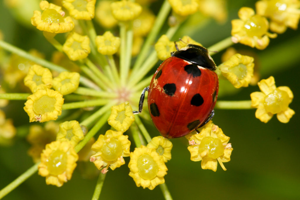 Siebenpunkt-Marienkäfer