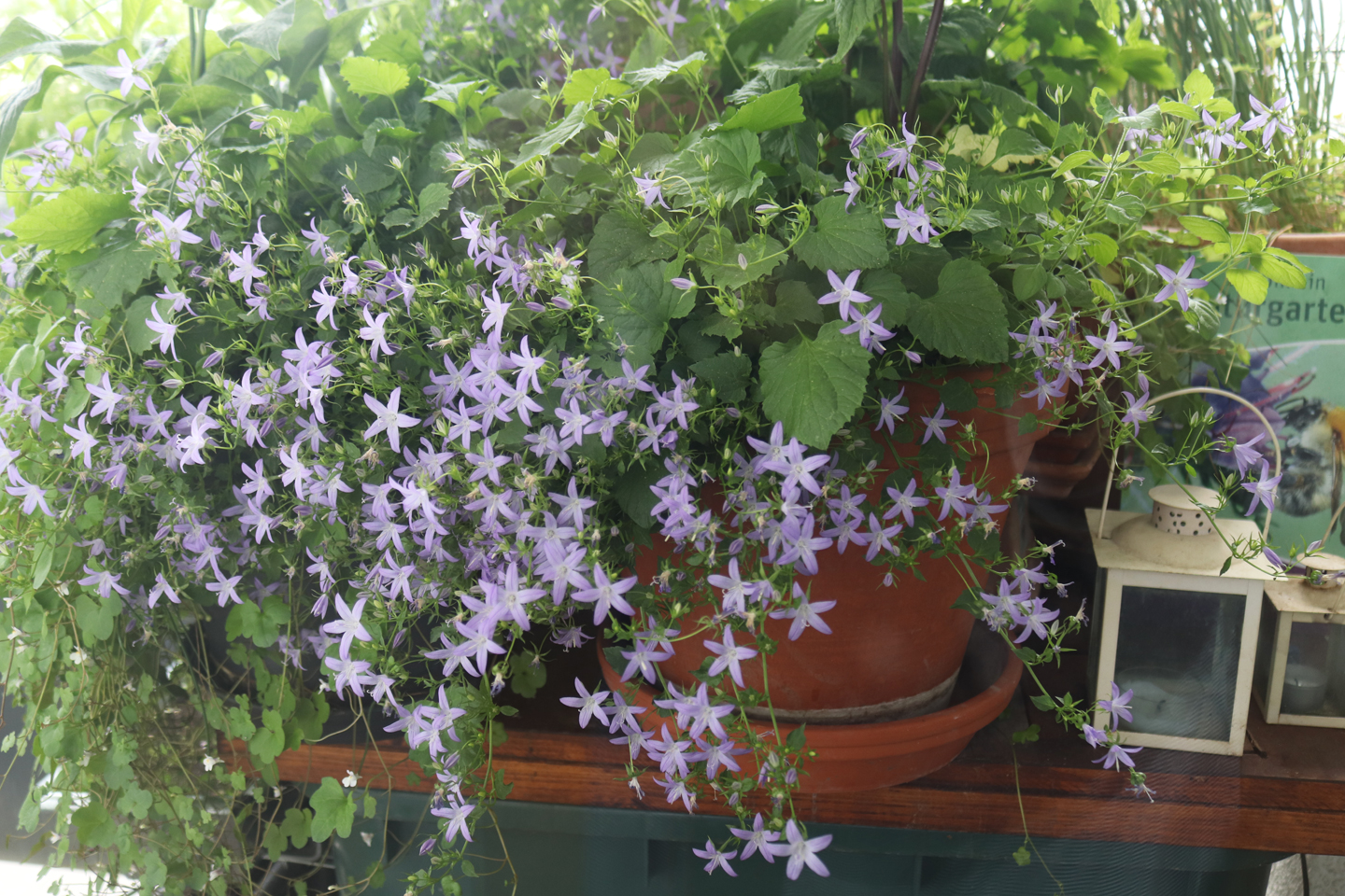 Campanula poscharskyana Stella (Hängepolster-Glockenblume) 