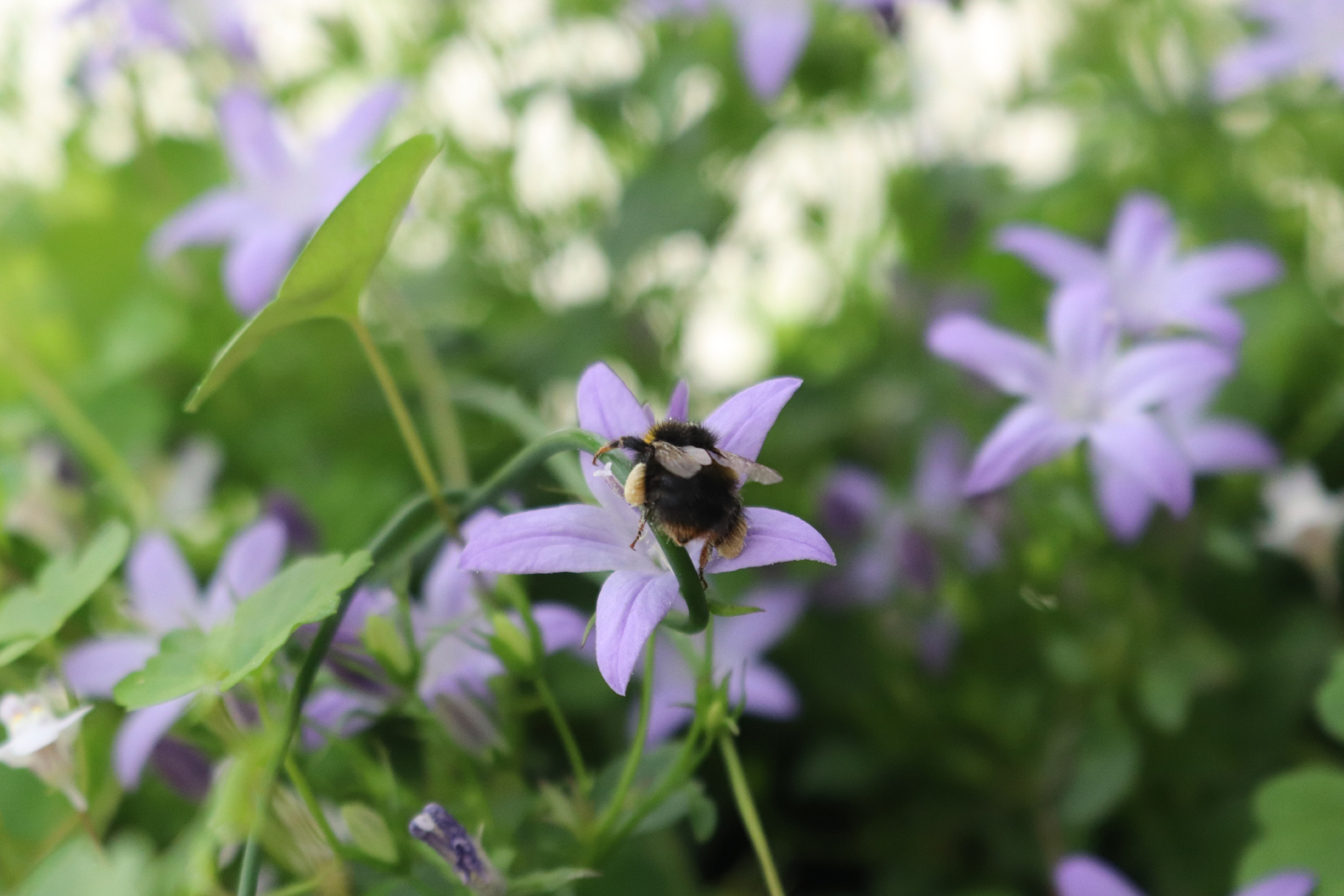 Wiesenhummel besucht Polster-Glockenblume