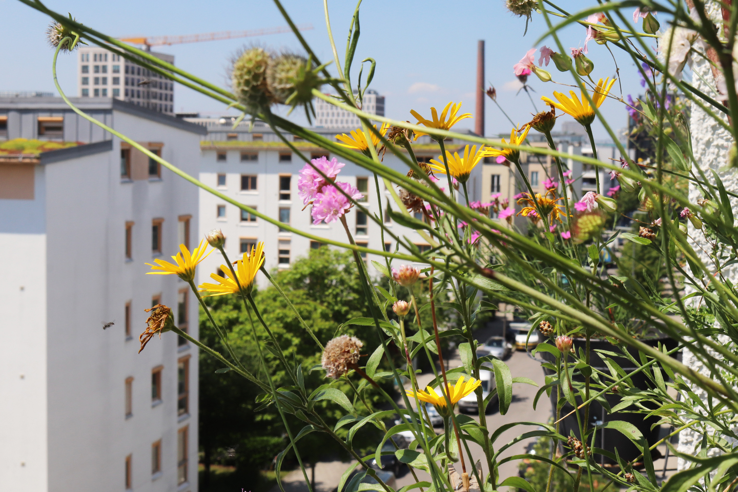 Blüten von Wildpflanzen auf dem Balkon