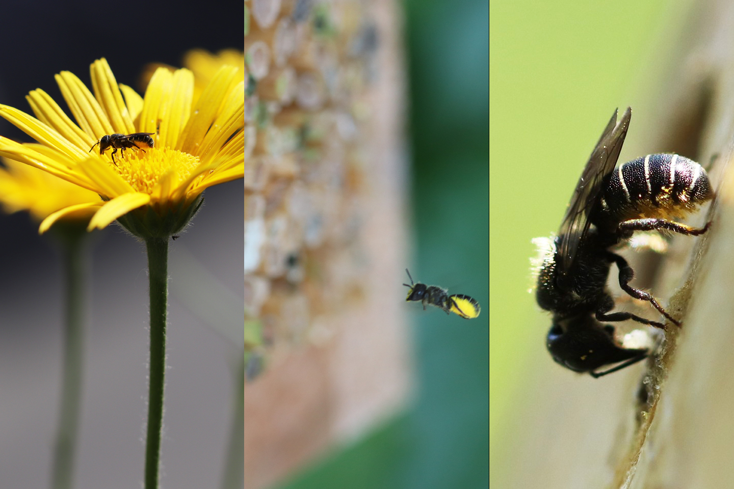 Habitat Wilder Meter für die Gewöhnliche Löcherbiene